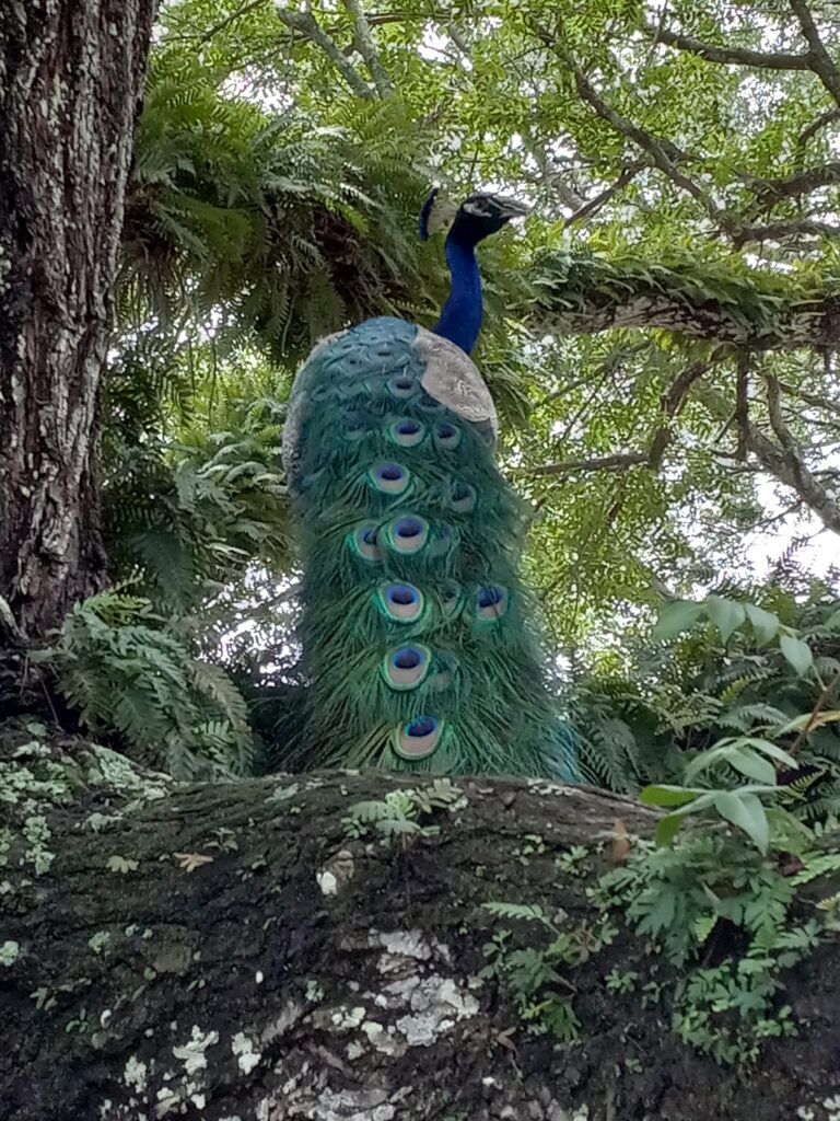 Peacock In Tree - Delta Sands Farm